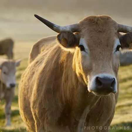 La Cure Grande Maison De Charme De 2 A 14 Personnes Villa
